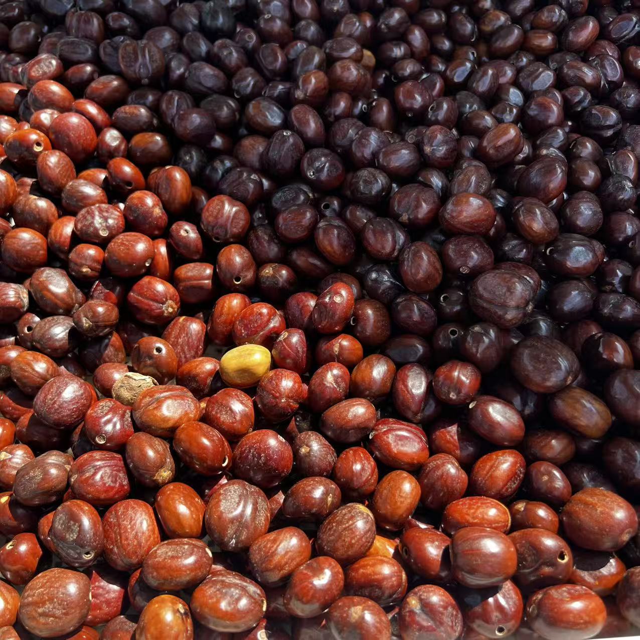 Rubber Shells in Large Quantities in Stock Indonesian Shell Wind Chime DIY Black Fruit Material Kit Handmade Shell Sound Craft