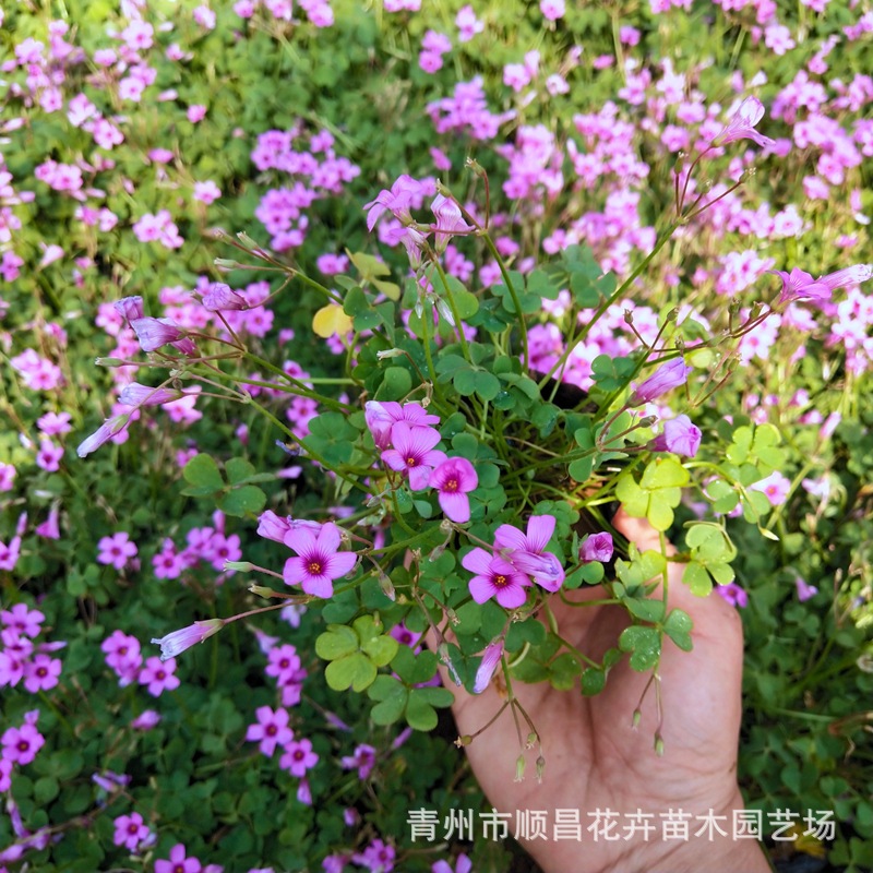 Clover Red Flower Wood Sorrel Plant Grass All Year Round Green Red Leaf Wood Sorrel Qingzhou Base Wholesale Engineering Seedlings