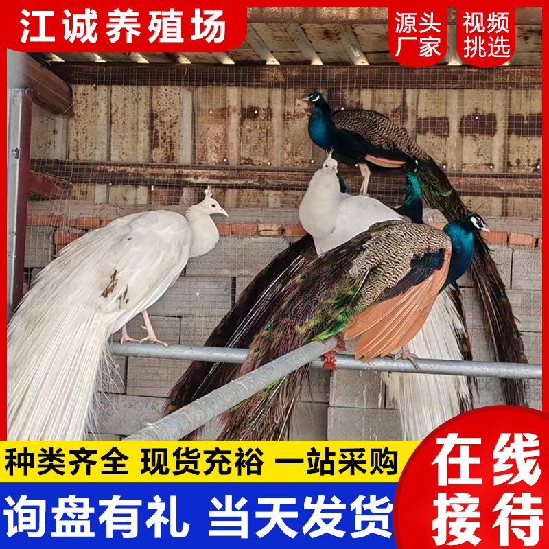 Семена декоративного синего павлина с живой фермы разведения. Цены на белого павлина. Живой декоративный павлин для домашних животных.