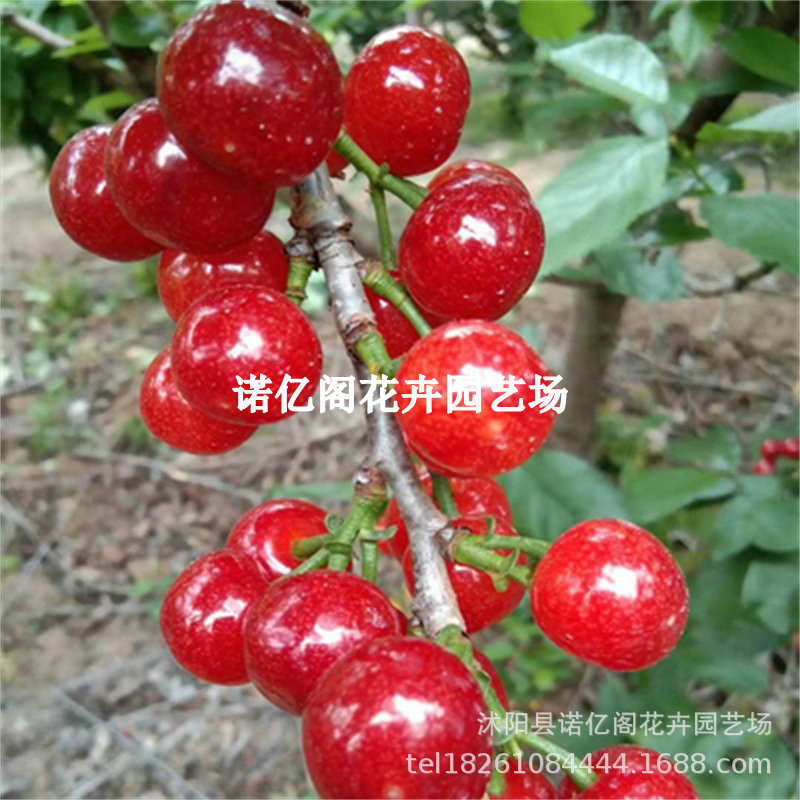 Саженцы вишни, привитые южными новыми сортами, вишня Хонгфэй, саженцы агатовой красной вишни, саженцы вишни года