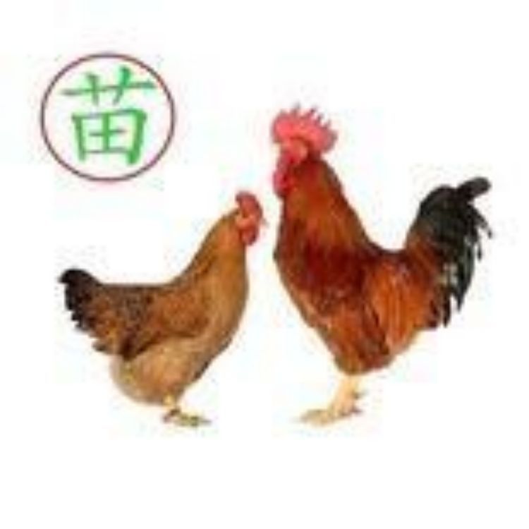 Incubation Farm Wholesale Lingshan Chicken Male Seedlings Live Out of the Shell Red Feathered Chicken Chicks Rural Free-Range Running Pheasant Castrated Chicken