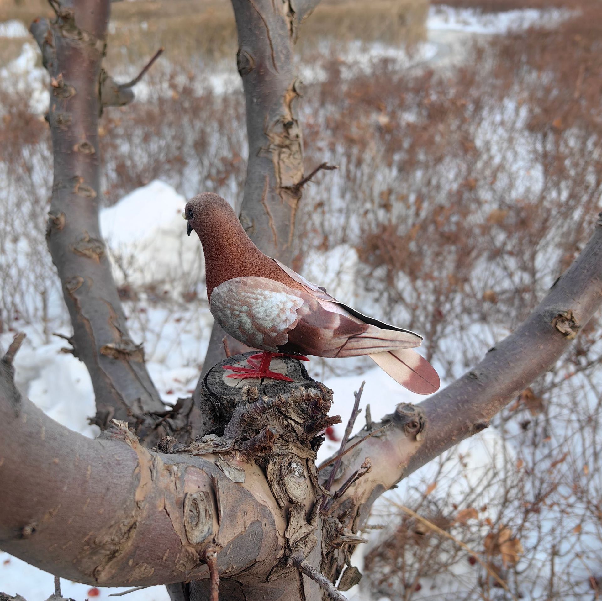 Simulation of wild pigeon | turtledove | flocked pigeon
