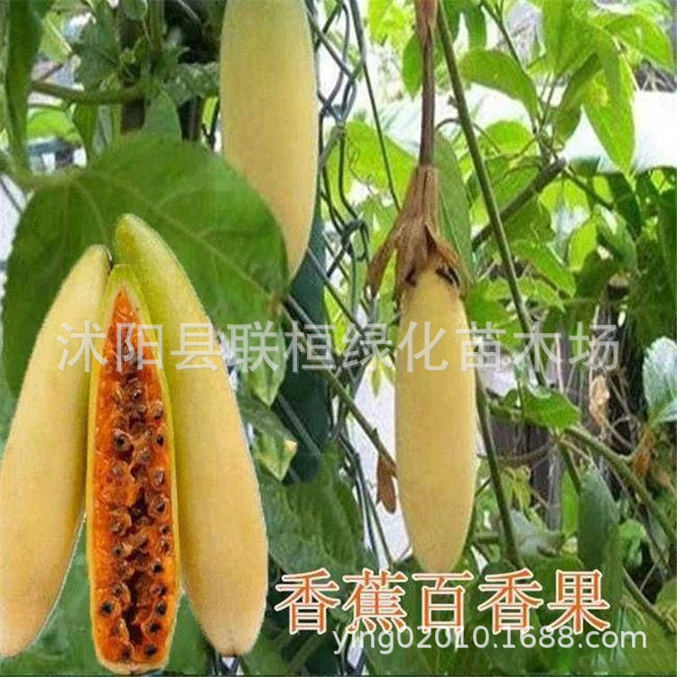 Banana Passionate Banana Passion Fruit Seed Banana Passion Fruit-Pink Flower Tropical Garden Passionate