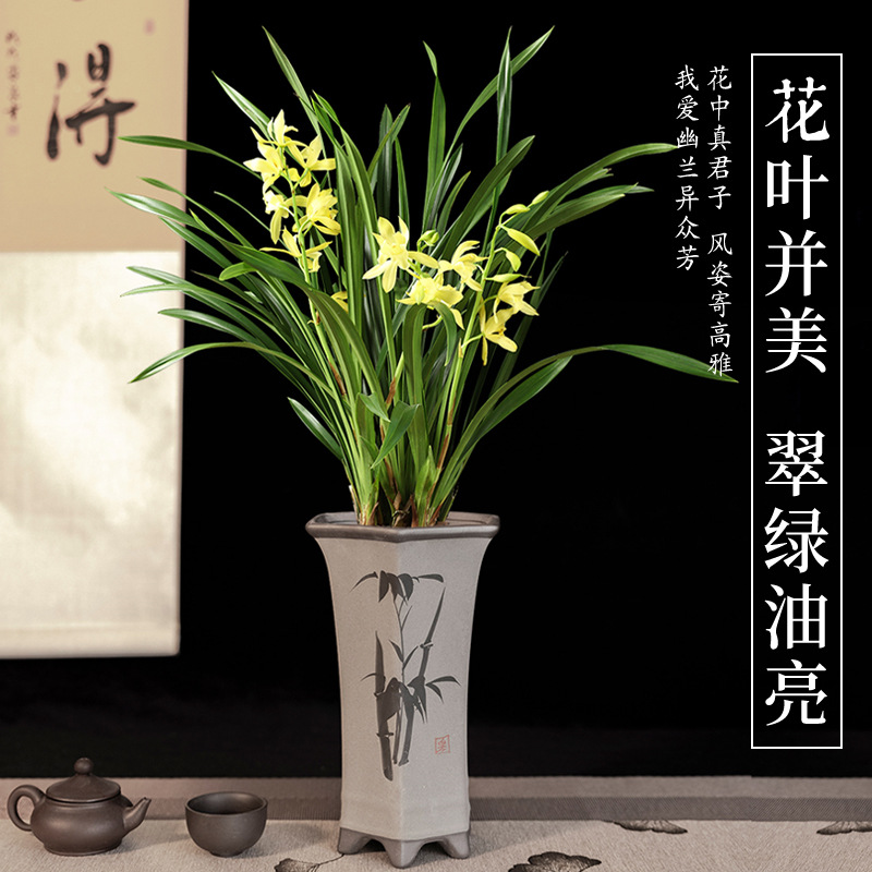 Minggui Jianlan Potted Florals with Flower Seedlings in the Office, Classy and Elegant Bonsai Flower Plant Pots with Strong Fragrance All Year Round