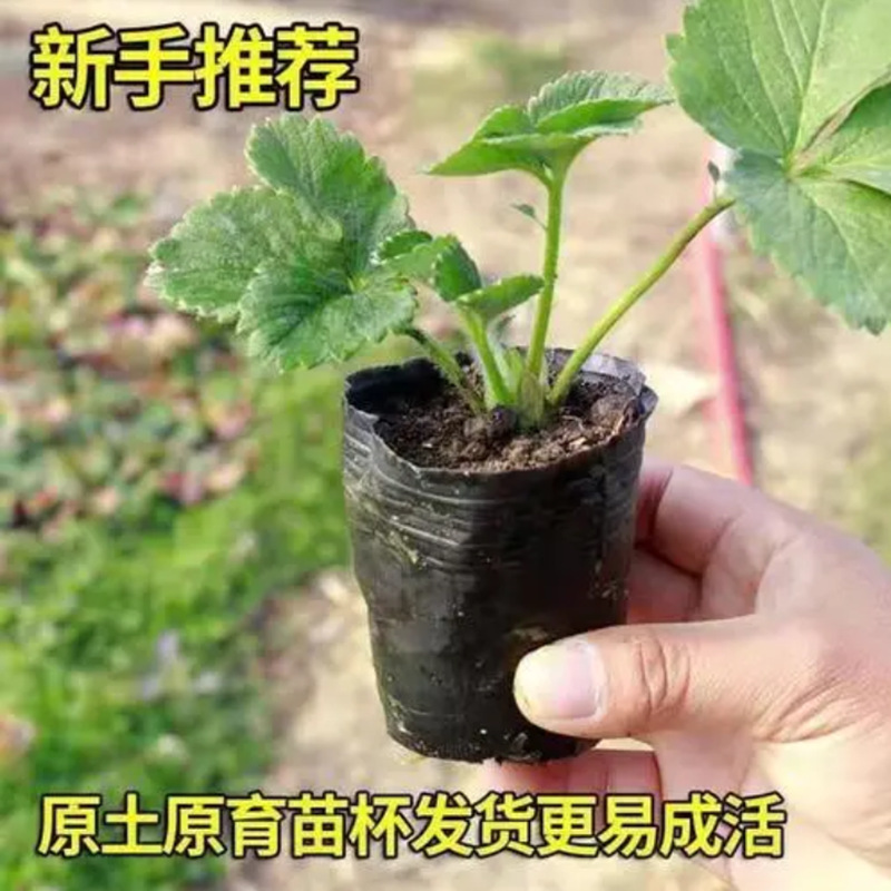 Strawberry Seedlings, Four-Season Potted Edible Balcony Cream Fruit Tree Fruit Seedlings, Seedlings Planted in the South, Fruiting in the Same Year
