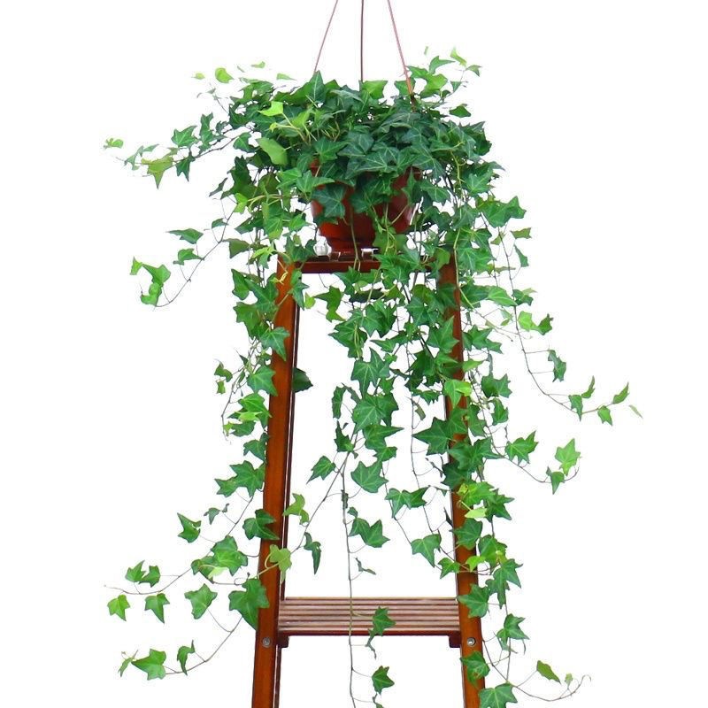 Ivy Long Vine Hanging Recommended All Year Round Evergreen Spider Plant Plant Bedroom New House Easy to Grow Potted Plant Aliexpress