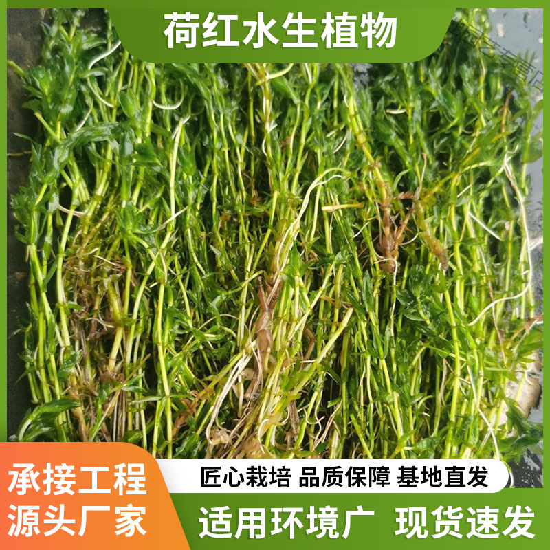 Оптовая продажа подводных растений, споры черных водорослей, очистка воды, саженцы