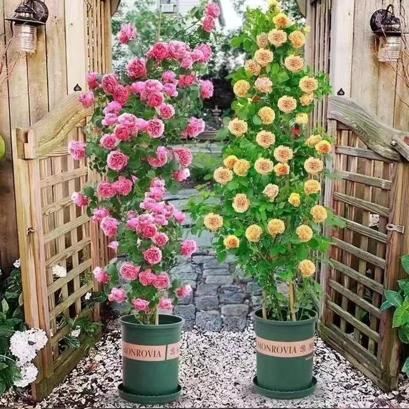 Rose Seedlings, Vines, Extra-Large Flower Trees, Climbing Vines, Balcony Wall-Climbing Florals, Rose Potted Plants That Bloom in All Seasons
