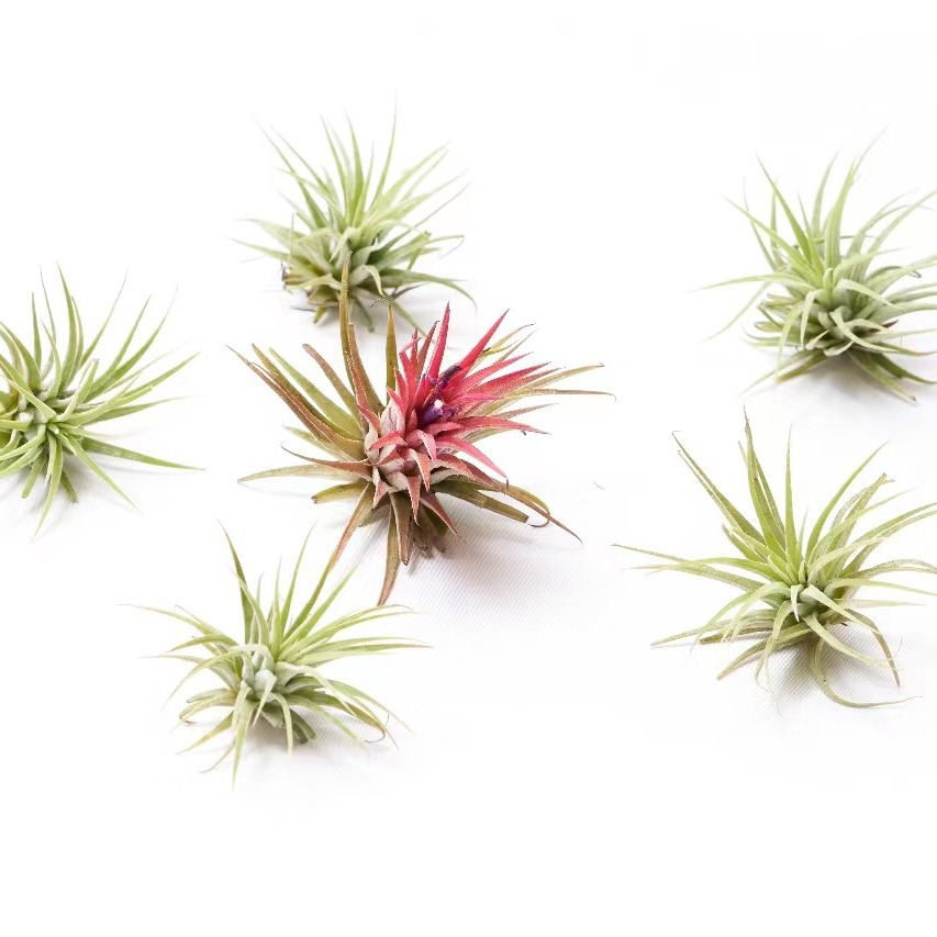 Wholesale Air Tillandsia Small Octopus Small Butterfly Foliage and Flower Plants Office Landscaping Potted Green Plants