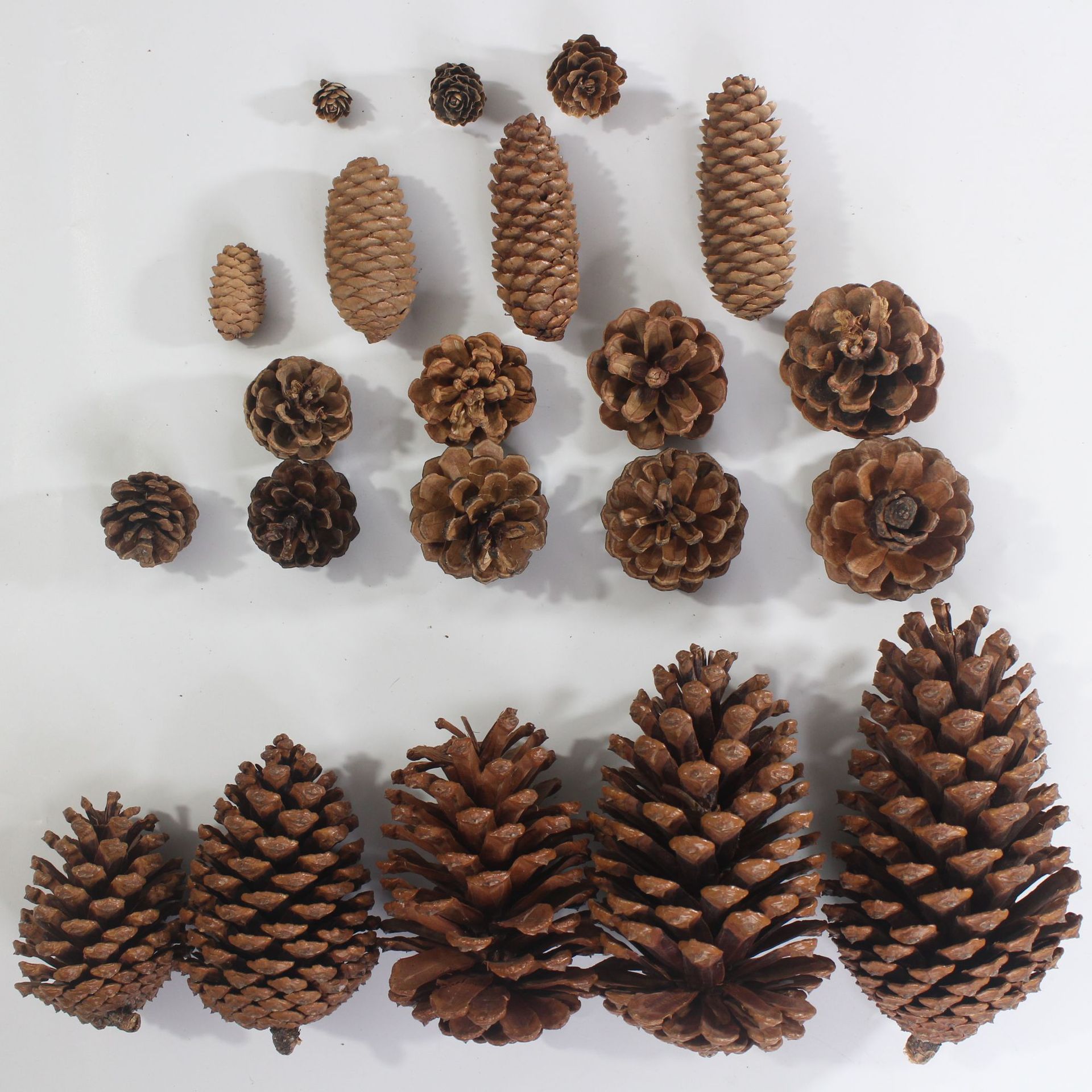 Pine Cone Natural Pine Cone American Pine Local Pine Oil Pine Cone Large Forest Head Pine Cone Pine Cone Crafts