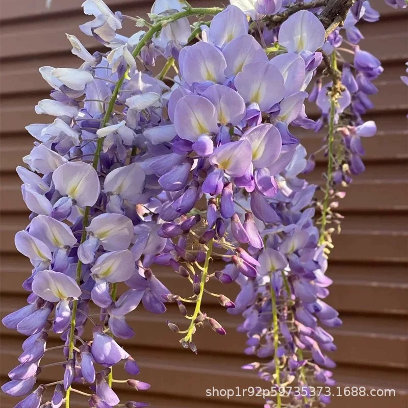 Wisteria Saplings, Climbing Vines, Courtyard Plants, Balcony Walls, Long Spikes, Multi-Flower Vines, Wisteria, Cold-Resistant Four-Season Florals