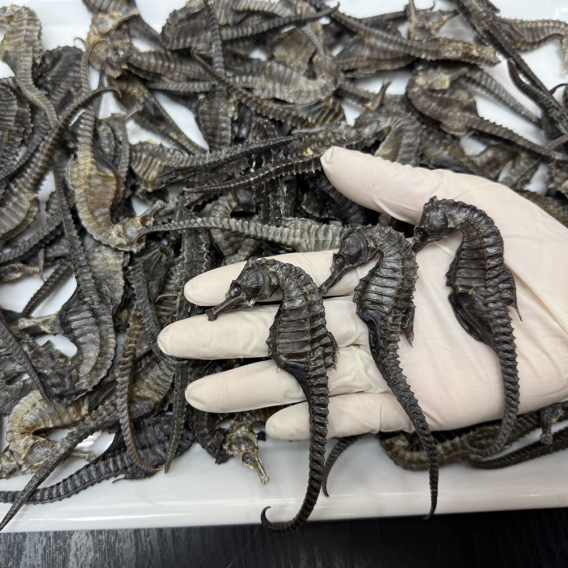 in stock Hippocampus Wholesale Traceability Code Hippocampus Aquatic Dry Goods Sea Line Pattern Hippocampus Soup Bag Soaking Wine Chinese Herbal Medicine