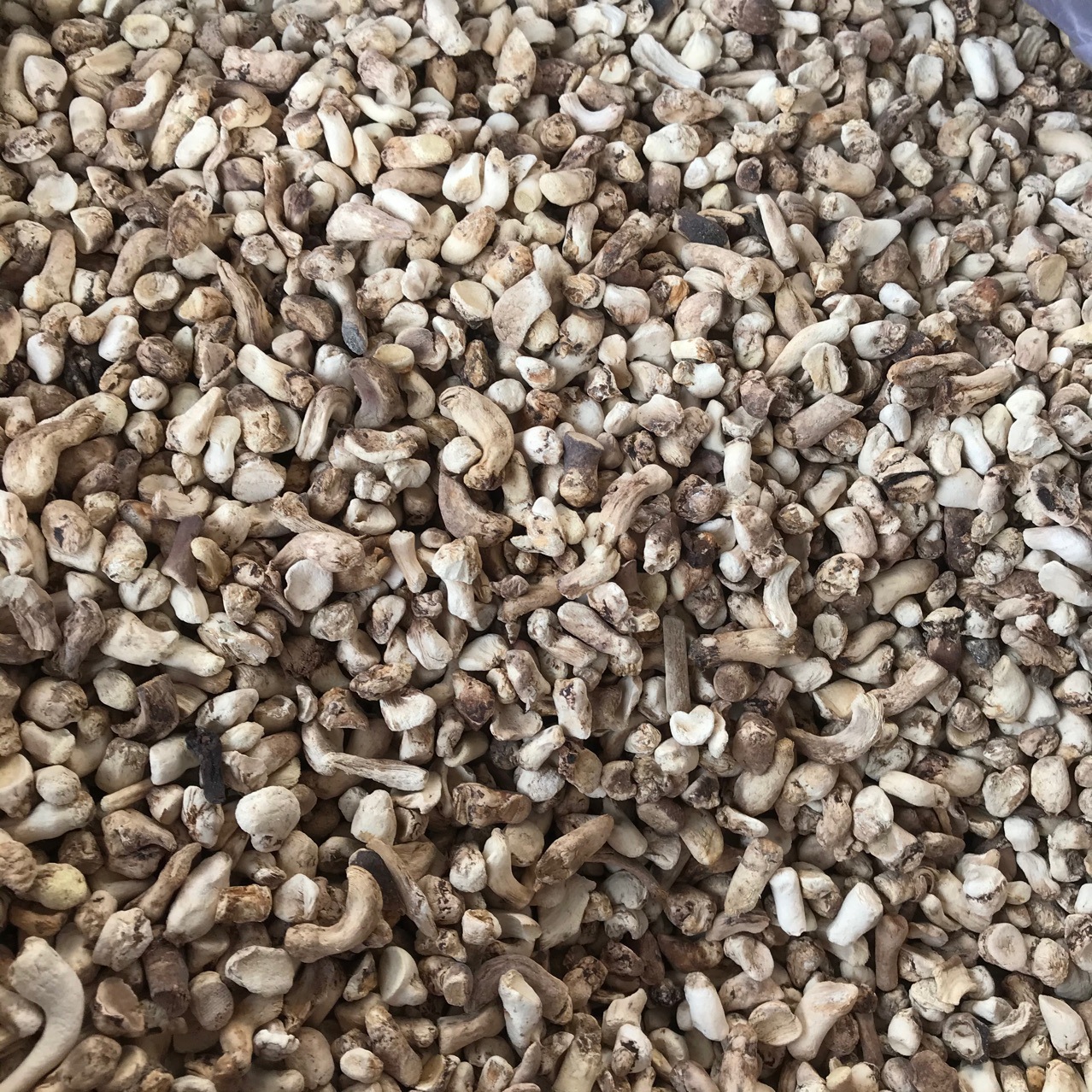 Xixia Mushroom Feet Polishing Single Cut Mushroom Leg Mushroom Stick Henan Origin Wholesale Every Year Supply 500g Clean