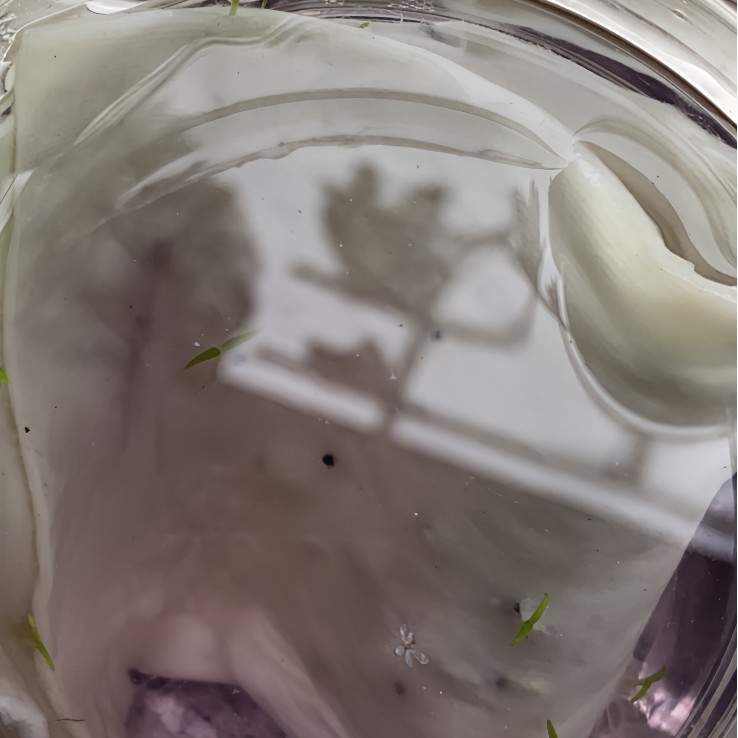 Seed Paper Germinable Seed Paper Custom Seed Card Seed Paper Badge Custom Seed Paper Tickets Postcard