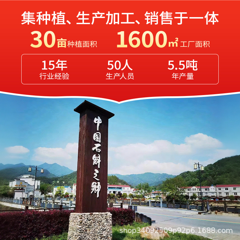 Authentic Huoshan Dendrobium Officinale (Tiepi Fengdou) Wholesale and Delivery, Tiepi Fengdou Can Be Ground into Powder, Rich in Gelatin, Wild-Like Cultivation