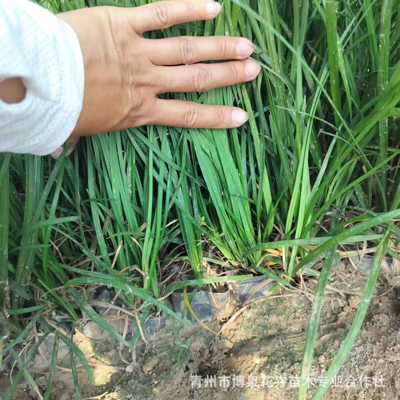 Газонное растение Офиопогон Японский для оформления края газона, морозостойкое, четырехсезонное, для украшения двора и борьбы с сорняками