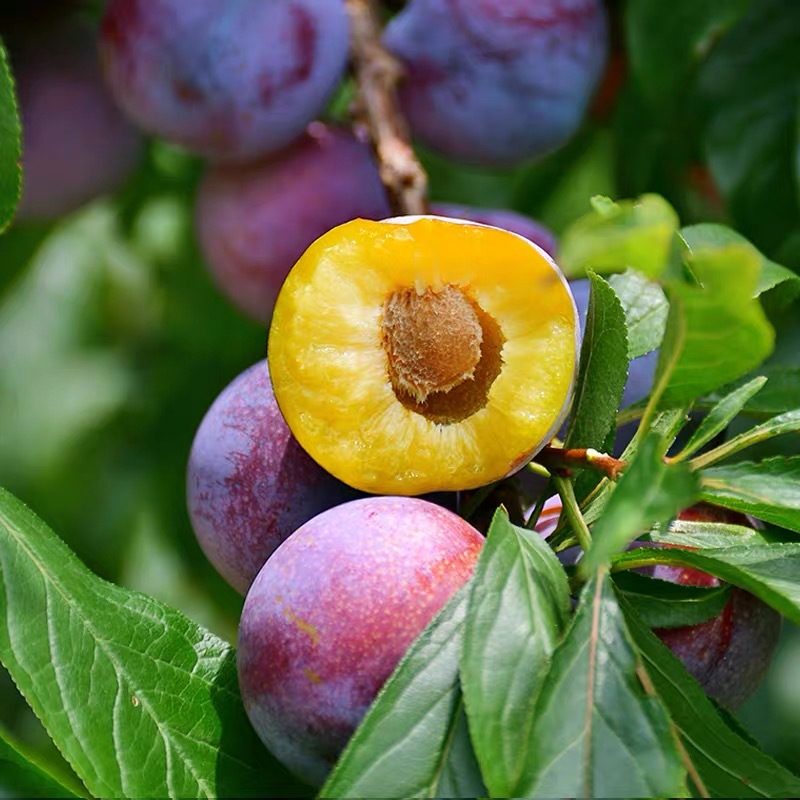 Fresh Hollow-Skinned Red-Skinned Plums from Sichuan, Crisp and Sweet Red-Skinned Plums, Half-Red May Crisp Plums in Stock