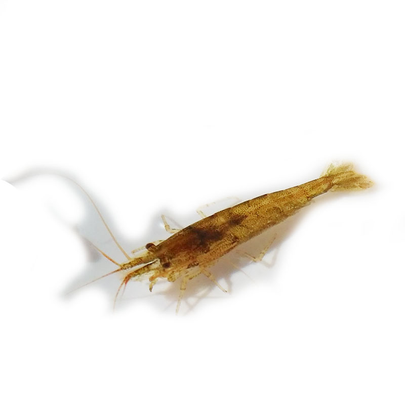 Black Shell Shrimp Algae Removal Shrimp Ornamental Cleaning Shrimp Tool Shrimp Grass Tank Landscaping Pet Live Feed