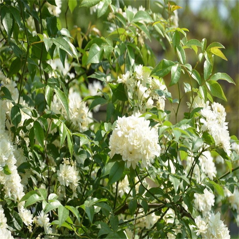 Redwood Fragrant White Wood Fragrant Flower Seedlings Potted Climbing Vines Strong Fragrance All Year Round Rose Climbing Florals Courtyard Yellow Wood Fragrant Florals