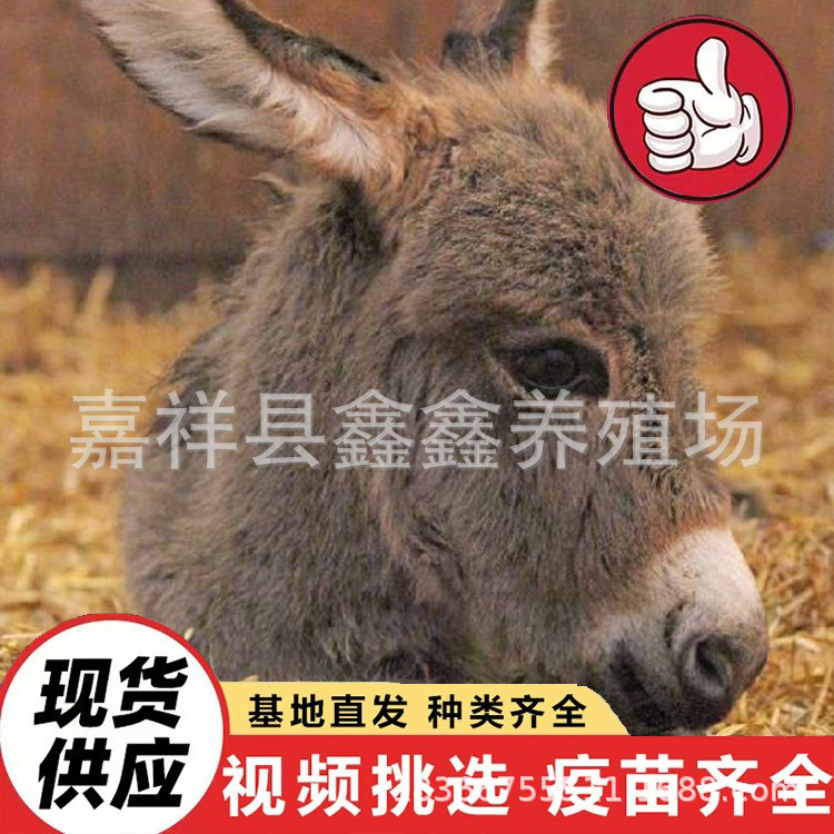 Live Animals for Sale in Farms, Donkeys for Children to Ride on for Tourism and Viewing, Mini Small Domesticated Donkeys for Riding in Scenic Spots