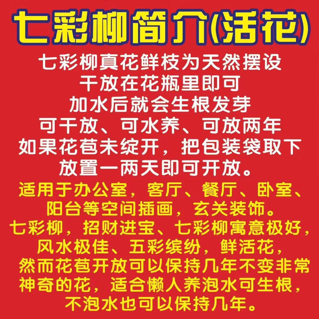 Fresh Branches of Silver Willow, Colorful Willow, Real Flowers, Dried Flowers, Direct Delivery from the Manufacturer Base 60cm Gao Gao, Shipped from Sichuan