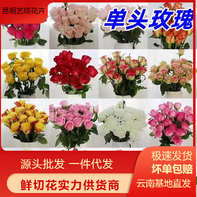 Одноголовые розы из Юннани, оптовая продажа для флористов и домашнего использования