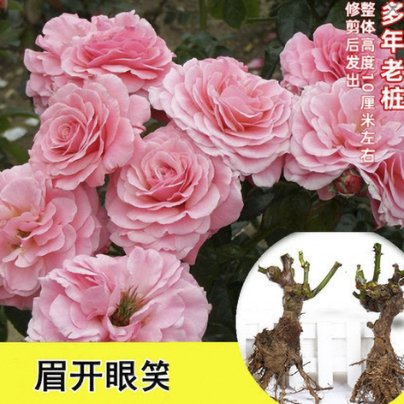Wholesale Rose Seedlings, Old Seedlings, Rose Seedlings, Old Piles, Rose Seedlings, Greening Rose Flowers, Rose Seedlings, Four-Season Potted Plants