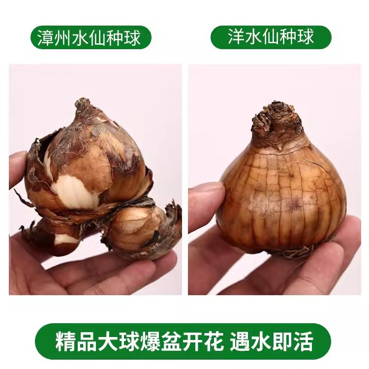 Narcissus Seed Bulbs Potted Hydroponic Indoor Four-Season Water-Grown Flowers Narcissus Plants Hyacinth Tulip Seeds