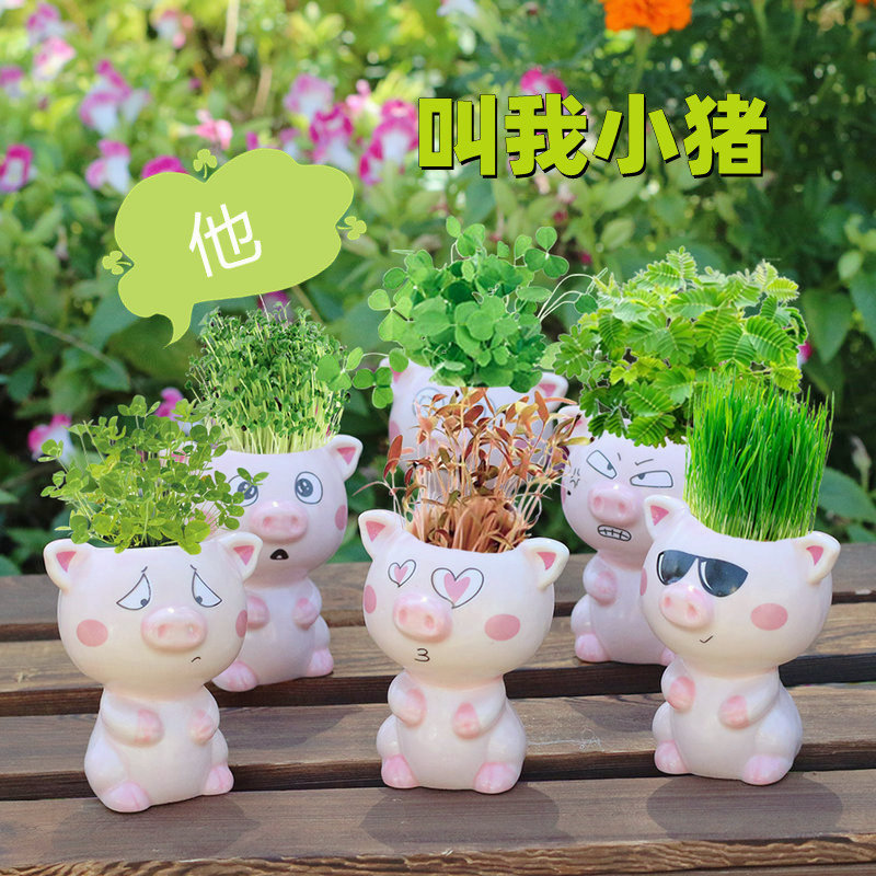 White Beans Love Beans Seed Micro Landscape Ornaments New Strange Mini Plant Crafts Student Science and Education Toys