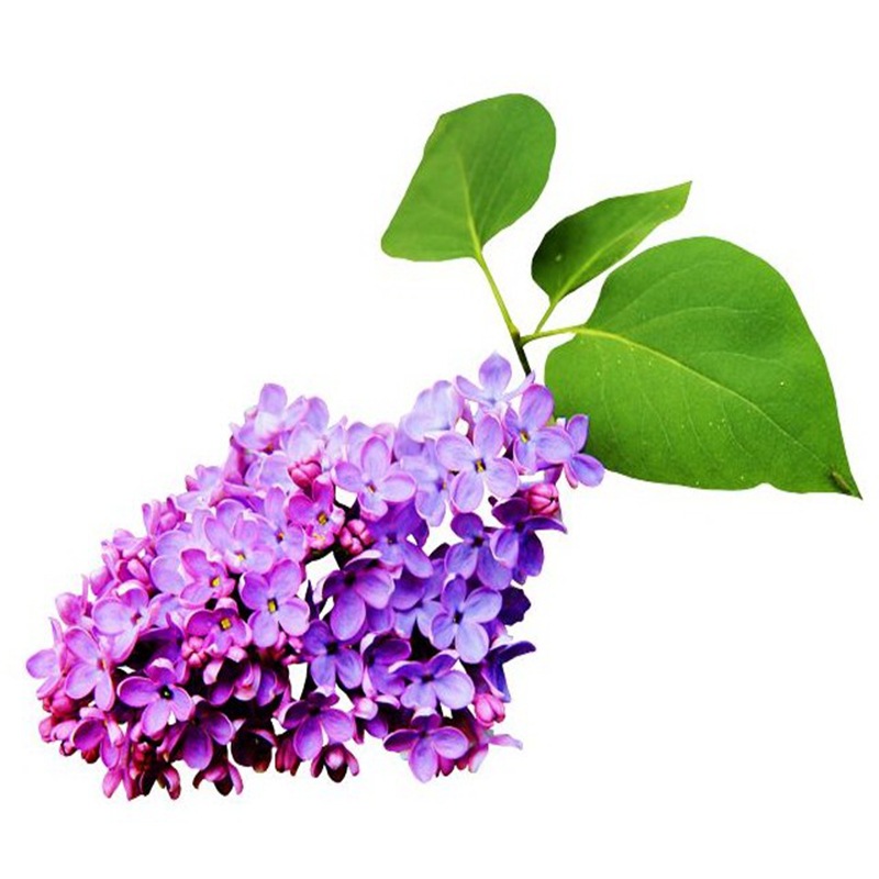 Lilac Saplings, Fragrant Flower Seedlings, Cold-Resistant Plants That Bloom in All Seasons, Outdoor Courtyard Houses and Potted Plants in the North and South
