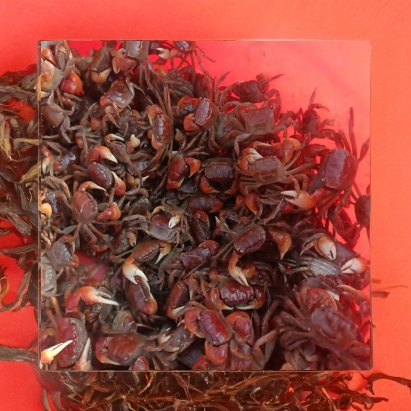Ornamental Crab, Red Crab, Companion Crab, Aquarium Crab, Live Crab Feed, Crab Street Stall, Individually Packaged Wholesale