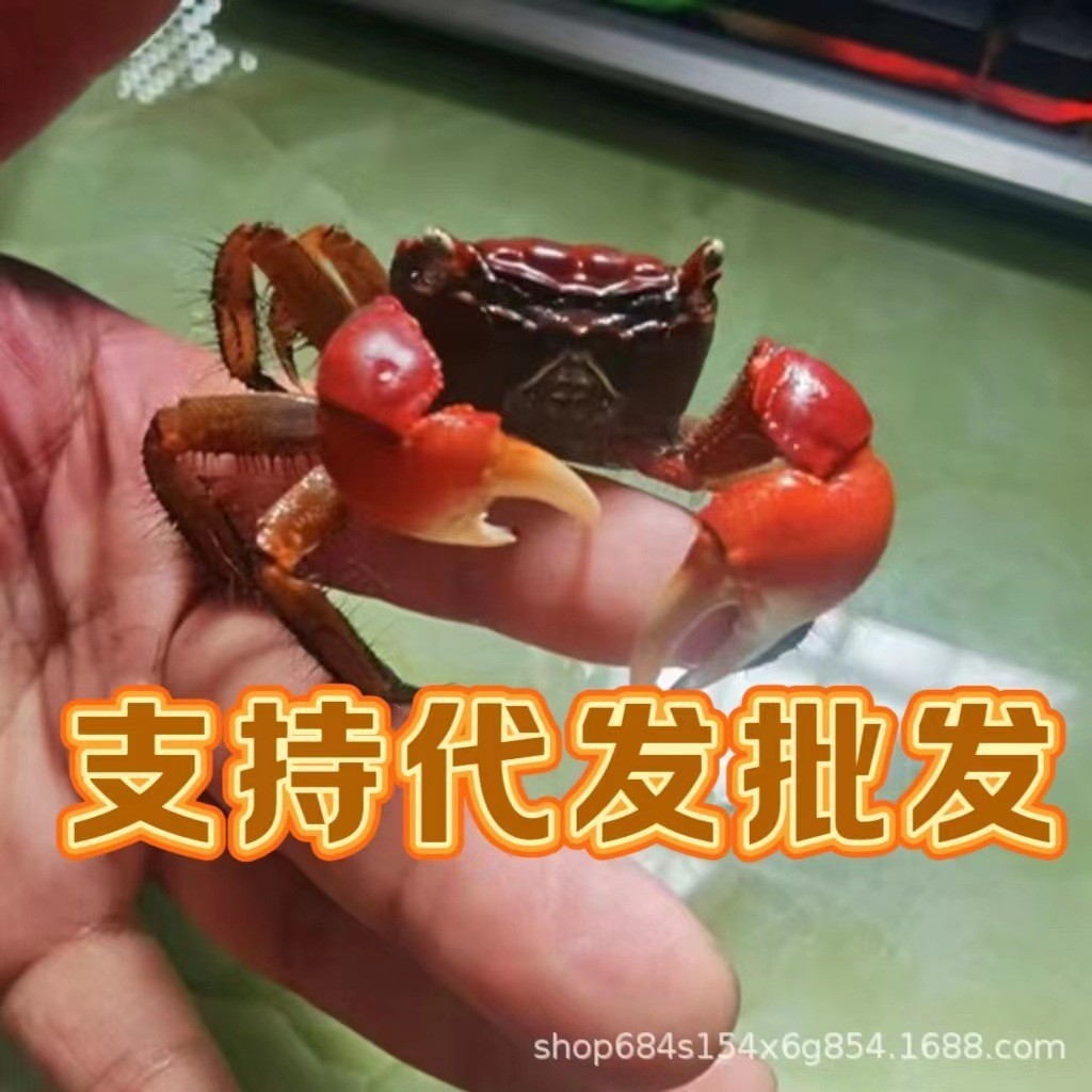 Crab, Chili Crab, Crab Stall, Retail Ornamental Crab, Small Crab, Live Pet, Reptile Pet, Wholesale Crab