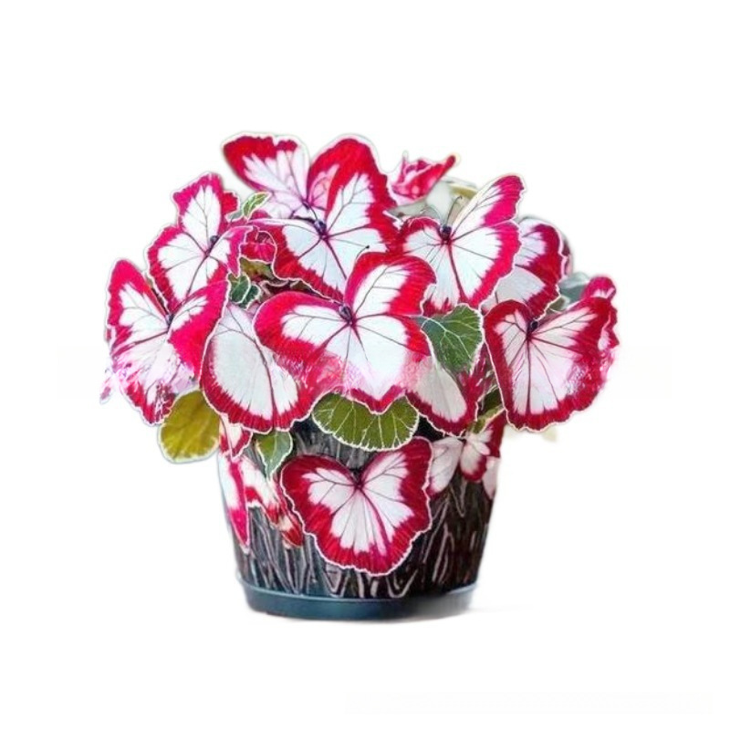 [Cross-Border E-Commerce] Moonlight Butterfly Flower Seeds Butterfly Seeds Viola Flower Seeds Courtyard Garden Flower Seeds