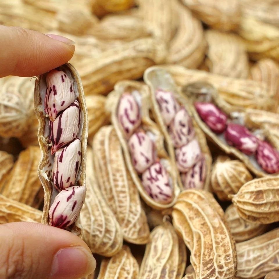 Colorful Flower Birthday Sun-Dried Shelled Raw Peanuts, Colorful Peanuts, Casual Snacks, Fragrant, Nutritious and Delicious Peanuts to Drink with Wine