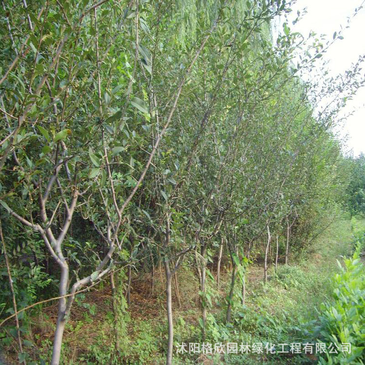 Silk Begonia Tree Base Wholesale Engineering Protective Tree Courtyard Ornamental Potted Green Flower Shrub Double-Petaled Begonia Tree