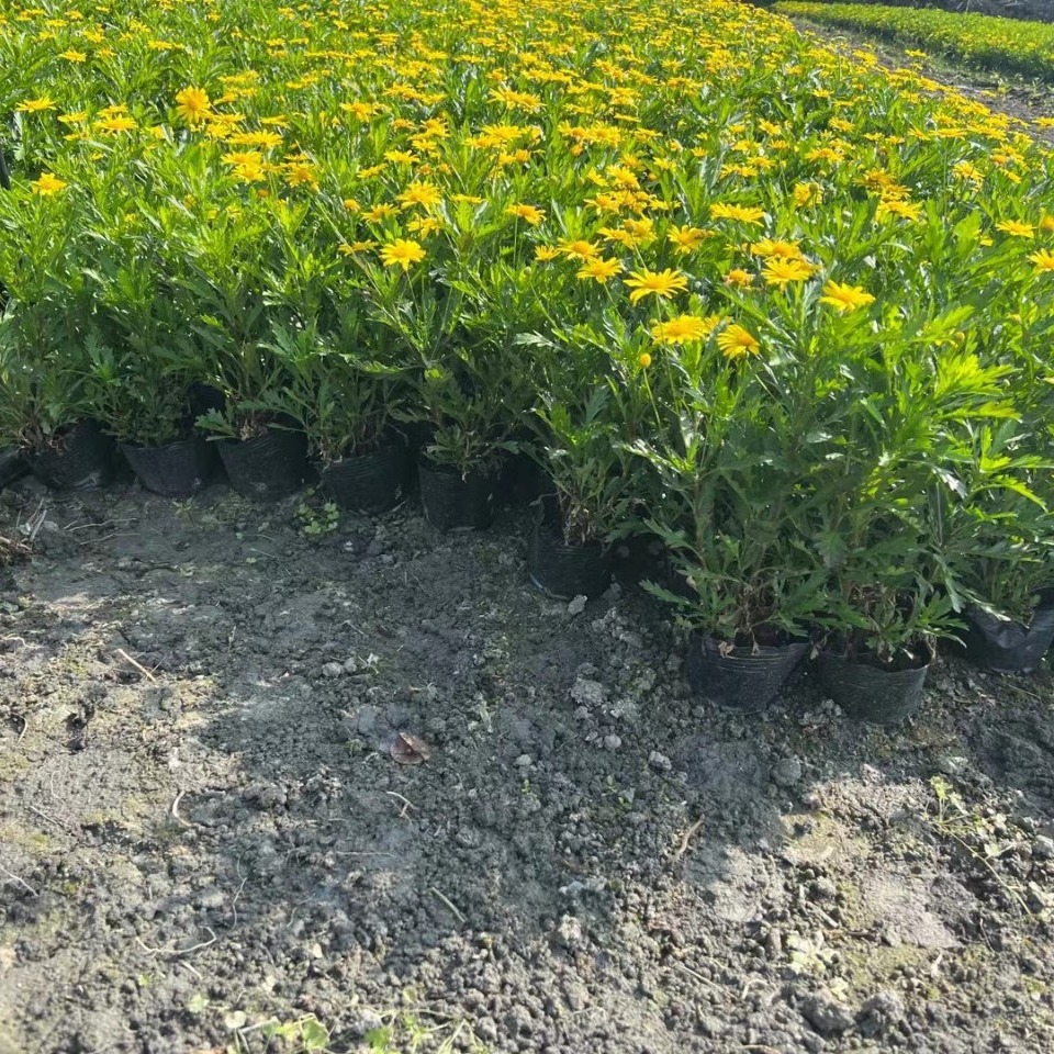 Wood Primula Seedlings Landscaping Ground Cover Wholesale