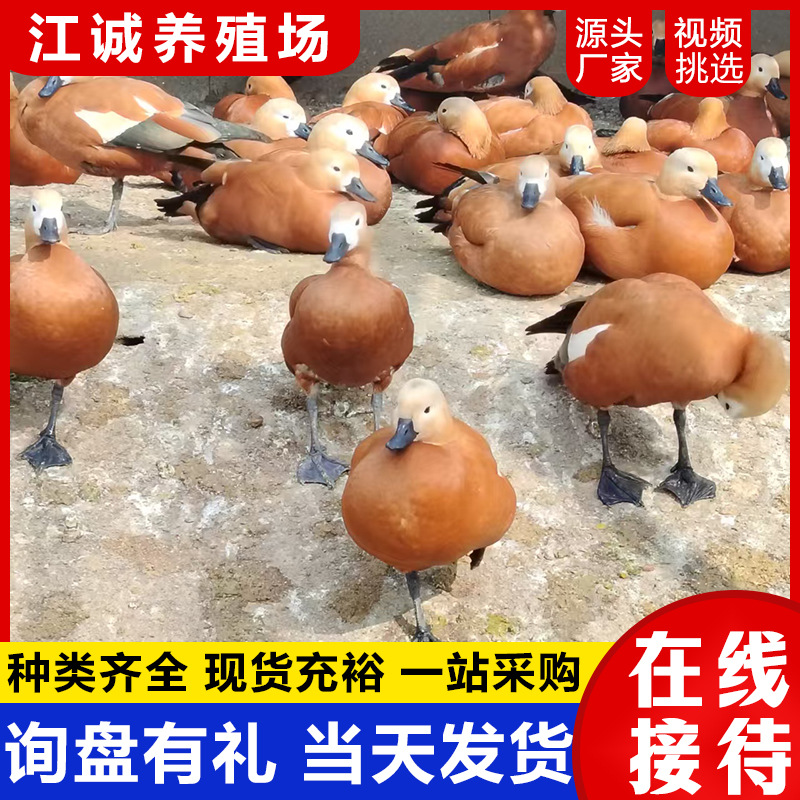 Круглогодичная поставка искусственно выведенных красноухих уток, декоративные утки для живописных мест, крупные желтые утки, цена на взрослых красноухих уток