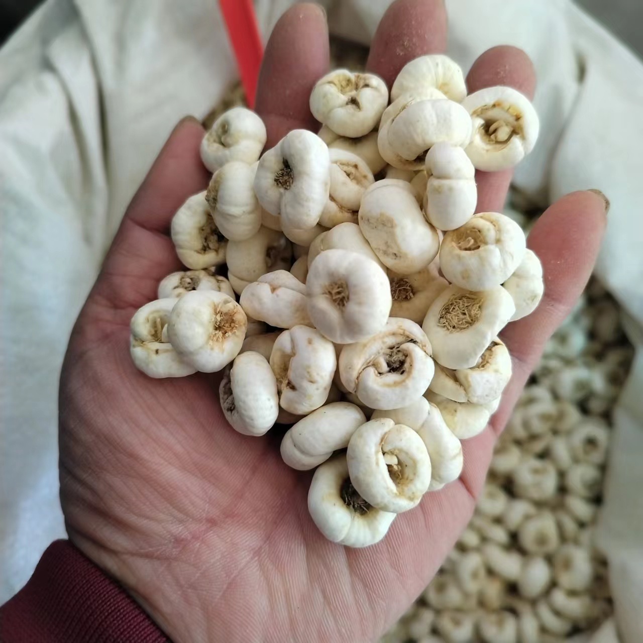 Бесплатная доставка Фритиллярия китайская лечебная трава Ангхуа розничная плоская фритиллярия мелкая плоская фритиллярия крупная партия лечебная и съедобная без серы