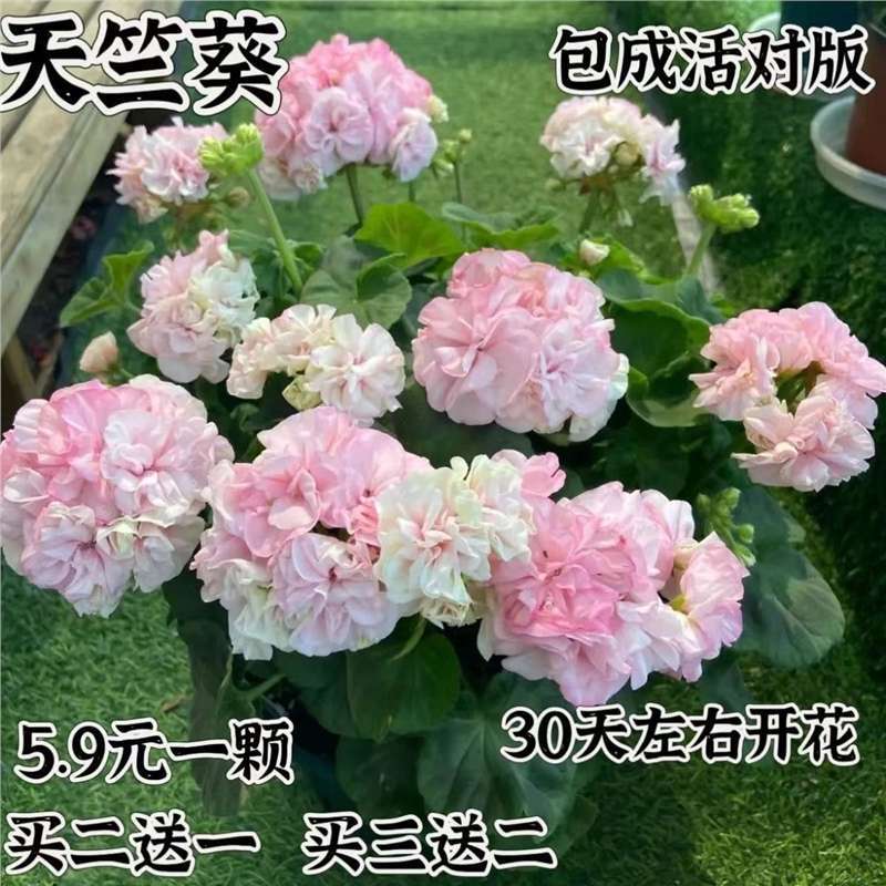 Double-Flowered Geranium Potted Flower Seedlings Bloom All Year Round in the Courtyard, Indoor and Outdoor Balconies, Easy-To-Grow Flower Pots