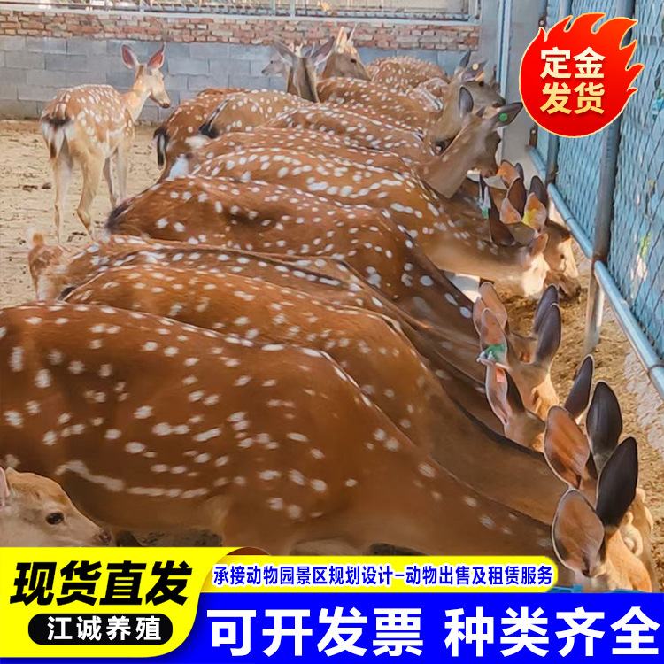 Производитель живых оленей с прямыми волосами, взрослые олени сика, декоративные олени сика, дружелюбные олени сика