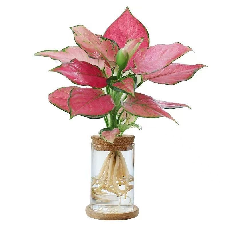 High Borosilicate Glass Micro-Landscape Vase Living Room Hydroponic Plant Ornaments Vase Flowers Home Vase