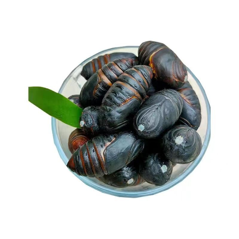 Northeast Specialty Live Silkworm Pupae, Large Yellow Silkworm Pupae, First-Grade Fresh Silkworm Pupae from Shandong Edible Ruiqi