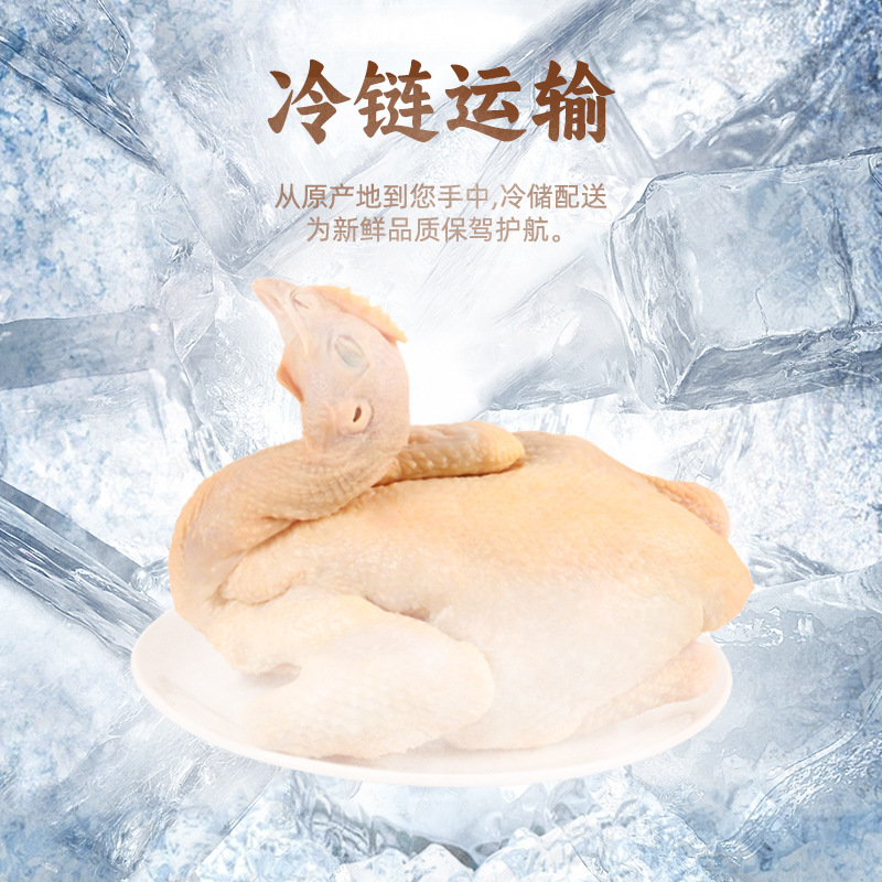 Hainan Wenchang Chicken, Coconut Chicken, Direct Sales from the Manufacturer, Freshly Slaughtered, Fresh White-Cut Chicken, Farm-Raised Free-Range Chicken, Grass-Fed Chicken