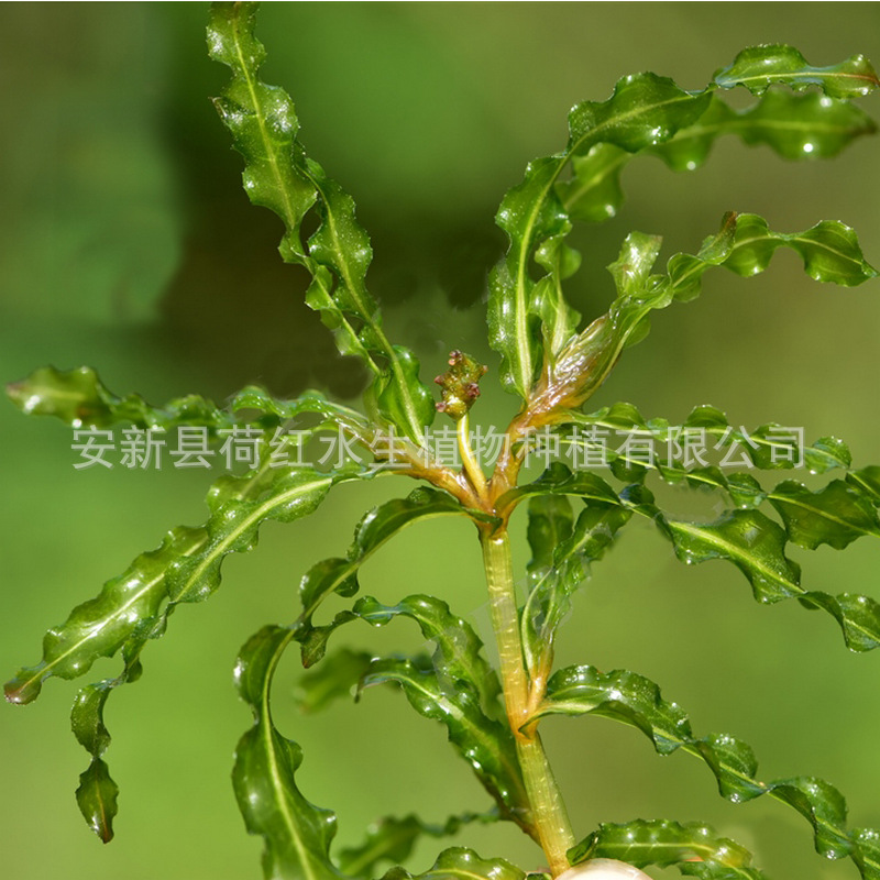 Grass, Submersible Plants, Four-Season Evergreen Bitter Grass, Aquatic Plants, Goldfish Algae, Foxtail Algae, Malay Eye Dish