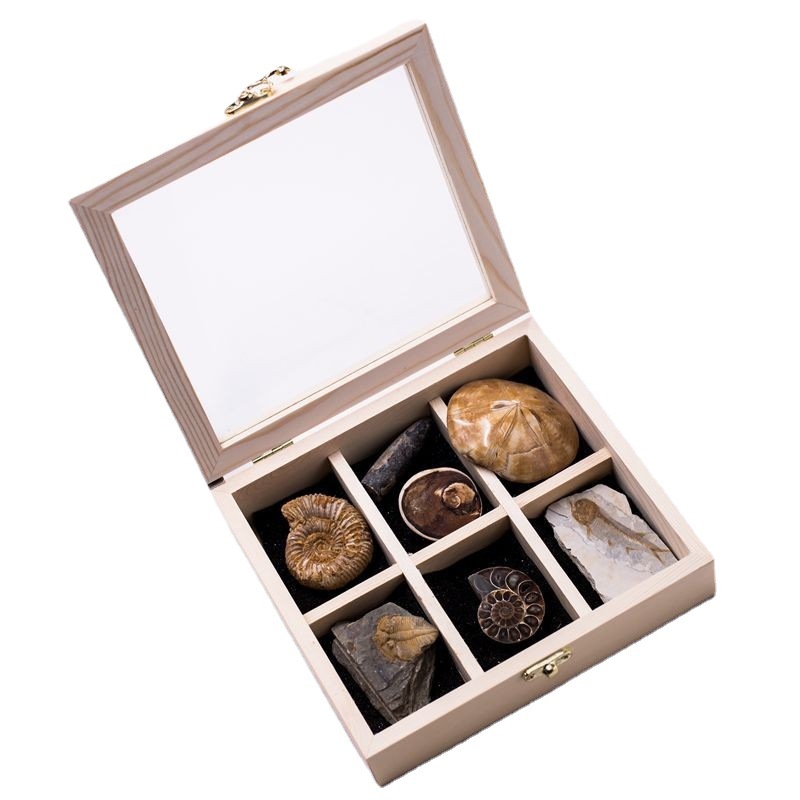 Ancient fossil trilobite Wolf fin fish plant insect fossil amber original stone rare stone decoration stone gift