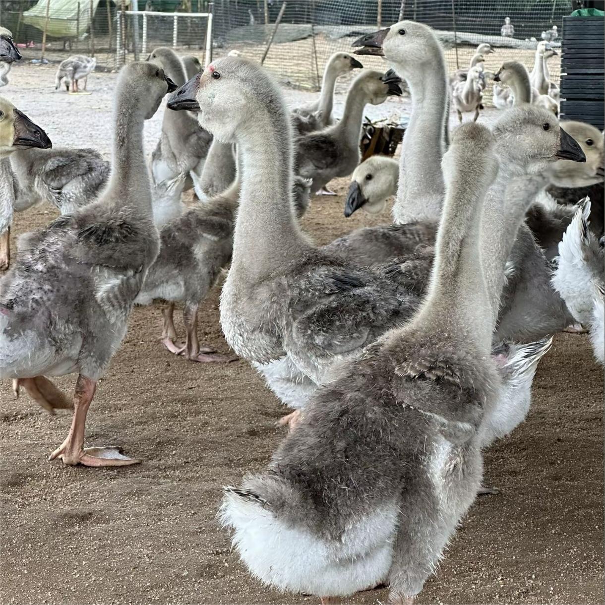 Purebred Large Three-Color Goose, Live-Bred Large White Goose, Egg-Laying Goose, Healthy Young Goose, High Purity and Survival Rate, Preferred for Breeding