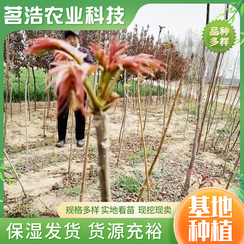 База поставляет саженцы туна для тепличной посадки на протяжении многих лет. Саженцы съедобного красного масла туна теперь выкопаны и доступны