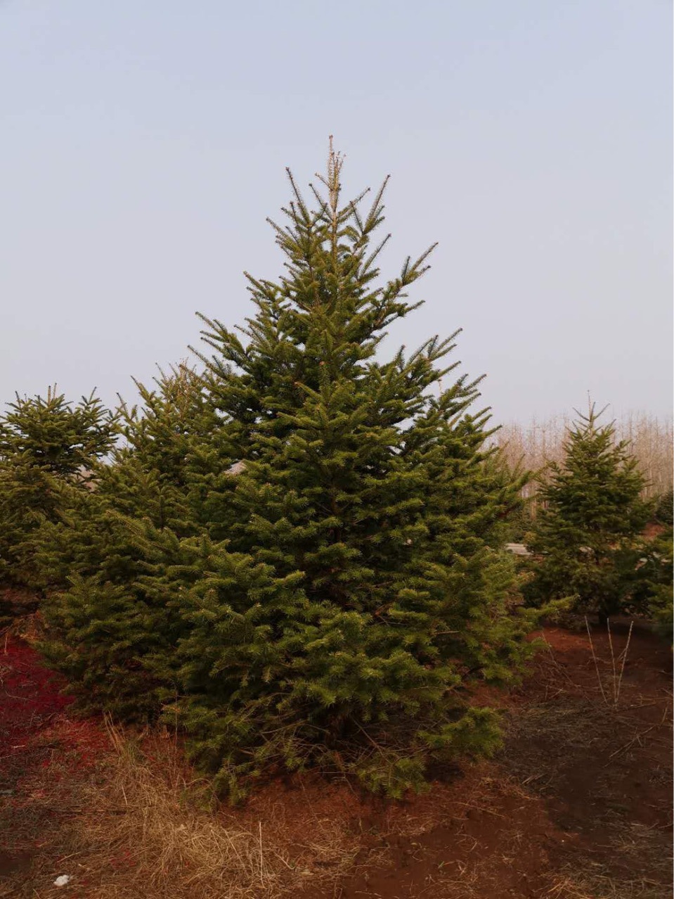 Fir Northeastern Fir Landscaping Fir Cold-Resistant Four-Season Evergreen Fir