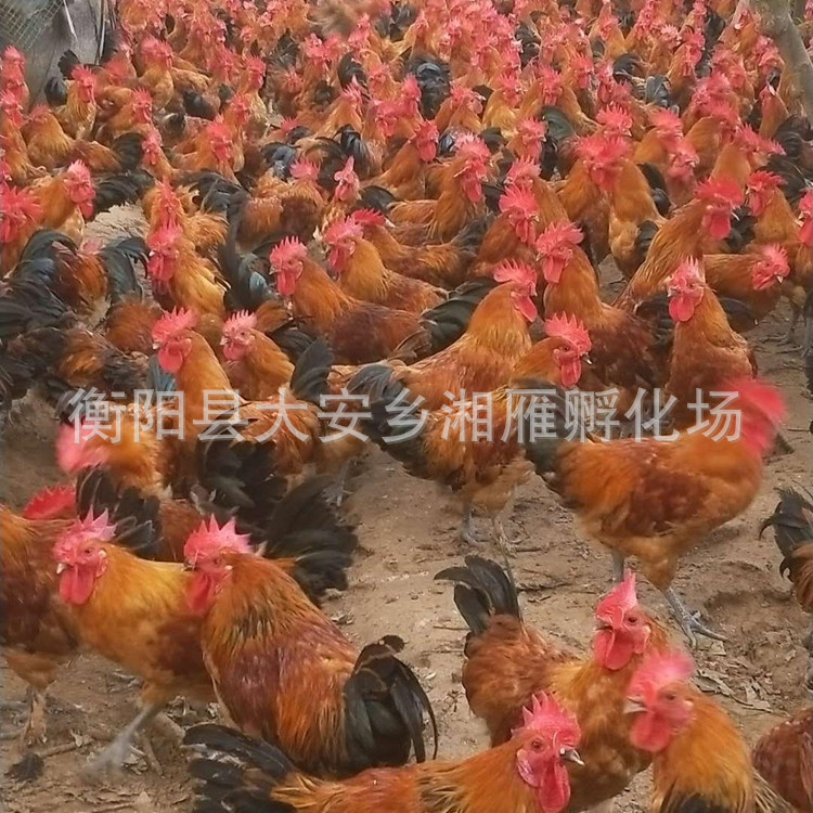 One-Day-Old Red Yao Native Chicken Seedlings, Male Seedlings, Mixed Seedlings, Black Yao Chicken Seedlings, Egg Chicken Native Chicken Seedlings, Transport Package, Vaccination