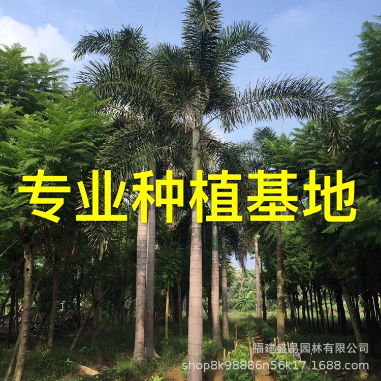 Юннаньская кокосовая пальма, оптовая продажа, Цзянси, цена на кокосовую пальму, уличное дерево, база кокосовой пальмы в Хайнане